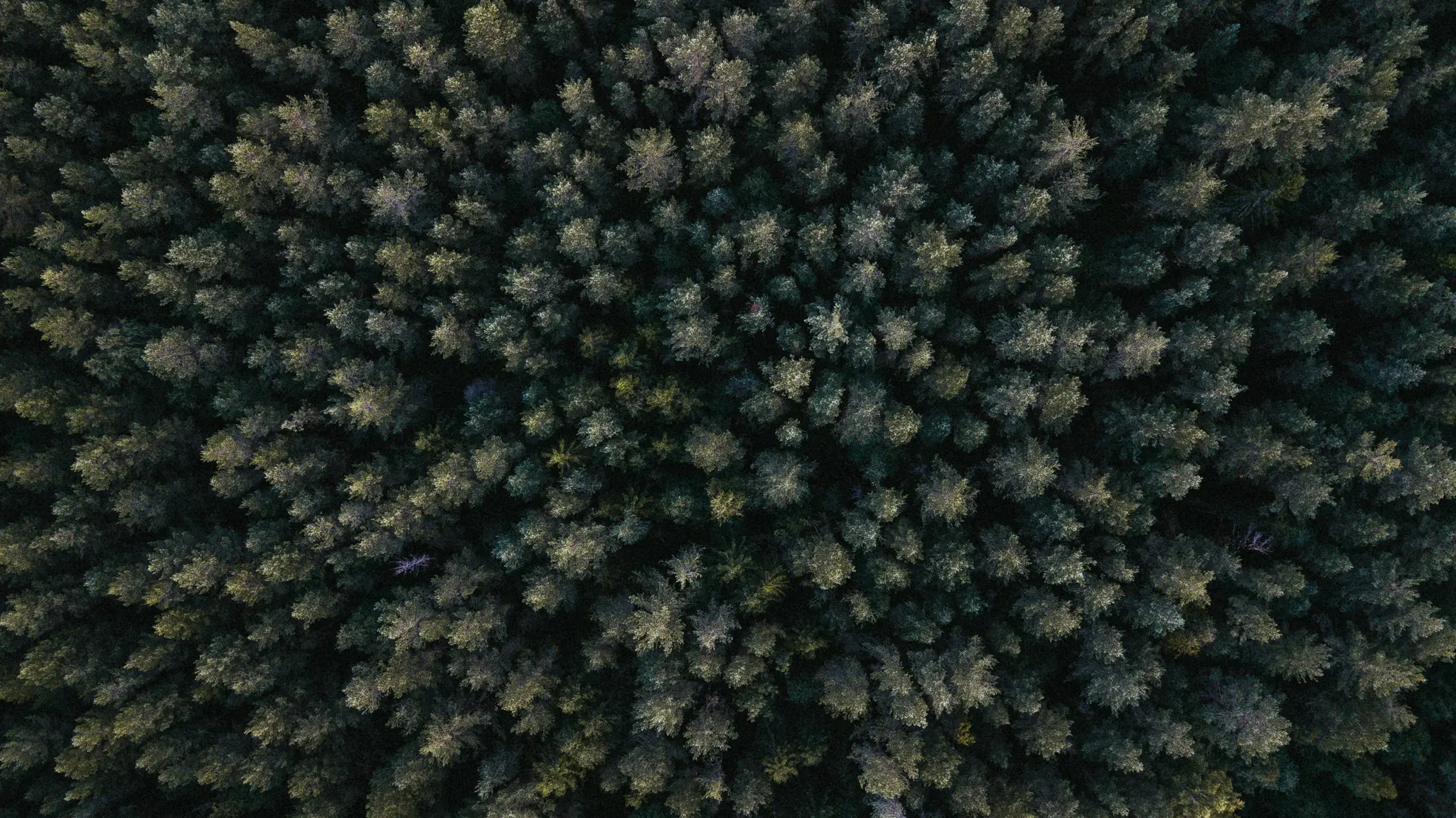 forest